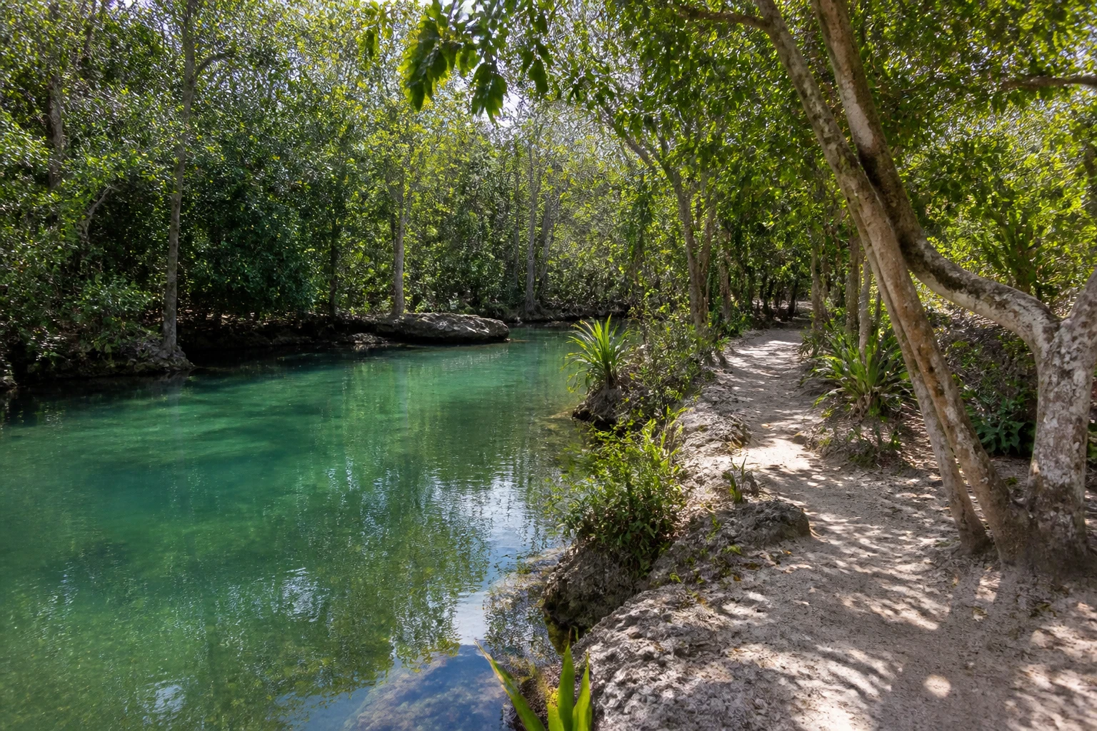 Freshwater lagoon and tropical vegetation at an ecological reserve in Punta Cana