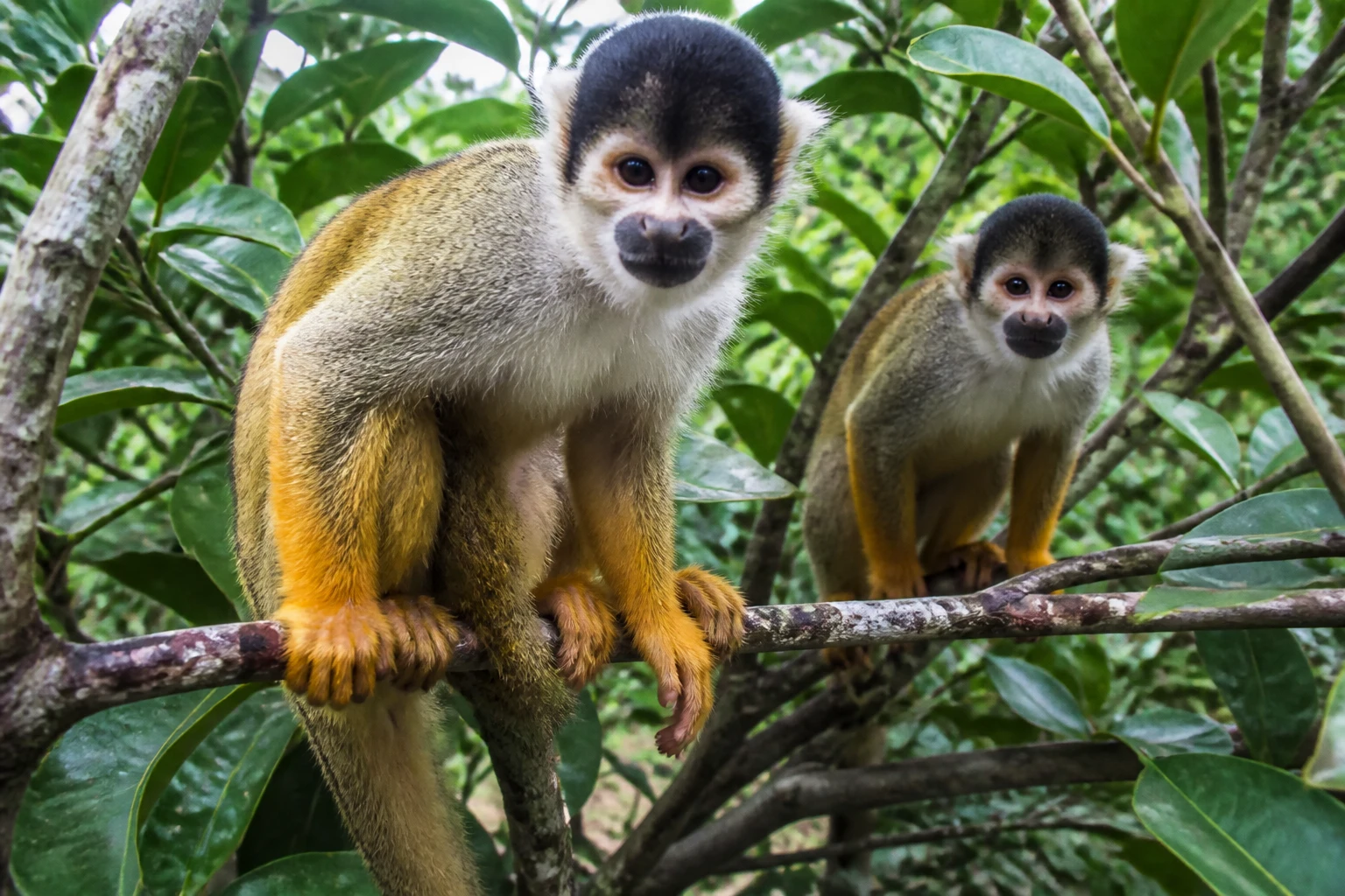 Two squirrel monkeys among tropical leaves at Monkeyland