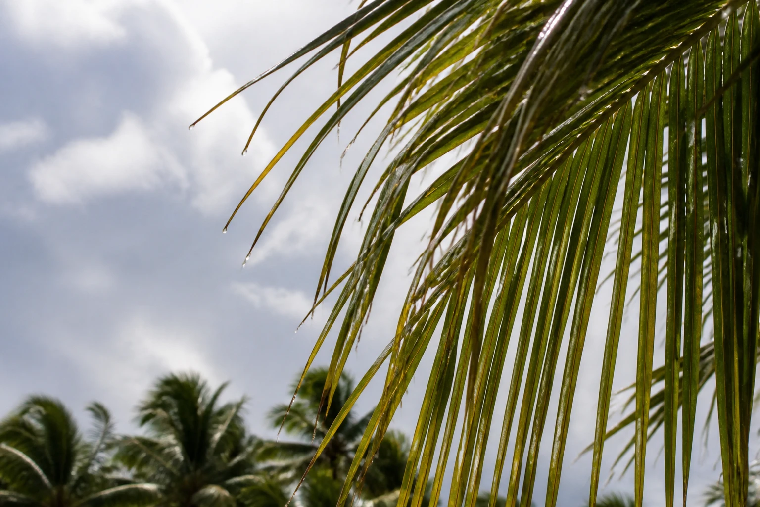 Rain droplets on palm fronds under a bright cloudy sky in Punta Cana